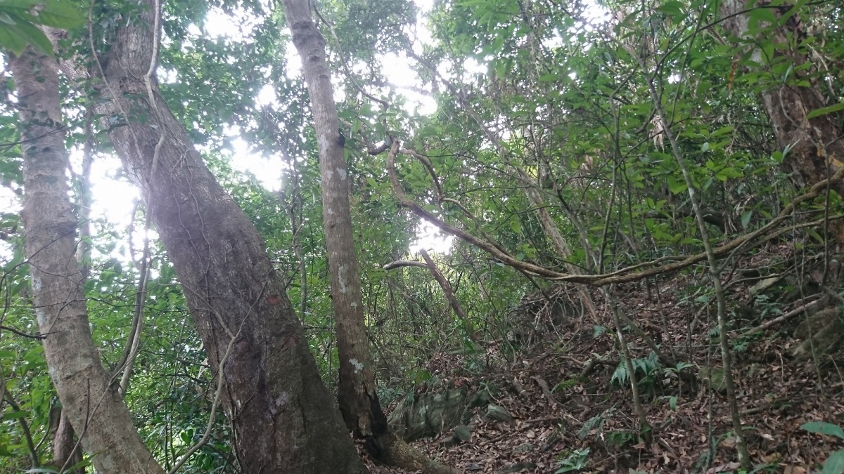 龍泉野訓場的環境接近自然野地。台東林管處/提供