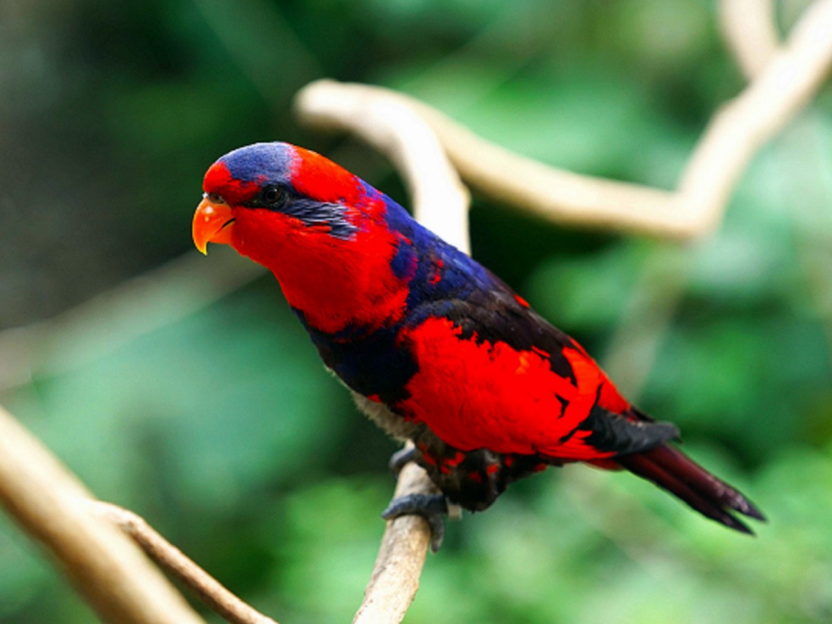 穿山甲館裡的紅藍吸蜜鸚鵡，來源正是透過林務局野生動物收容救傷計畫，因查緝走私而送至動物園收容的個體。台北市立動物園/提供