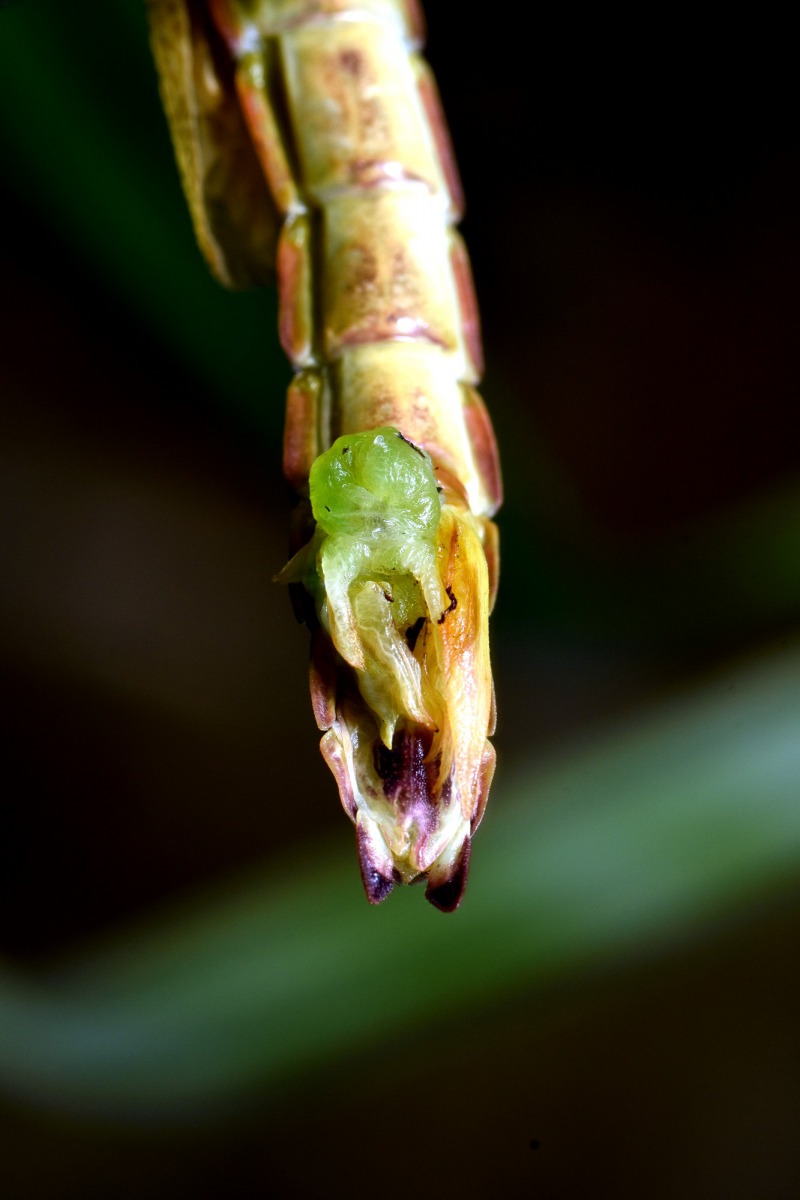 雌雄同體的「津田氏大頭竹節蟲」腹部尾端同時具有雄性與雌性的生殖器官。台北市立動物園/提供