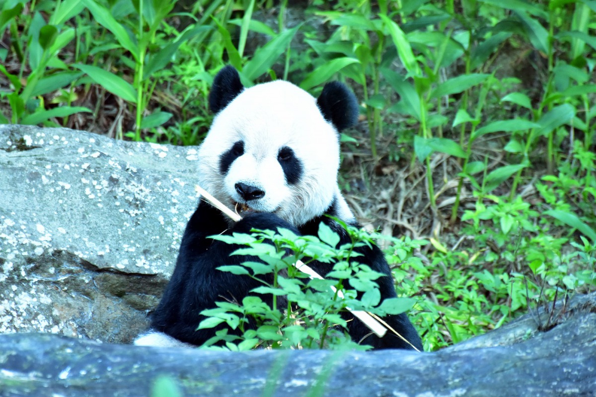 大貓熊「團團」正在戶外活動場野餐。台北市立動物園/提供