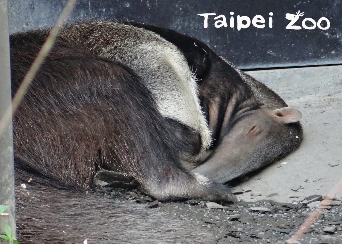 為了減少耗能，大食蟻獸大部分的時間都在睡覺。台北市立動物園/提供