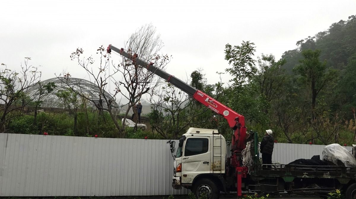 大型樹木修剪工作。台北市立動物園/提供