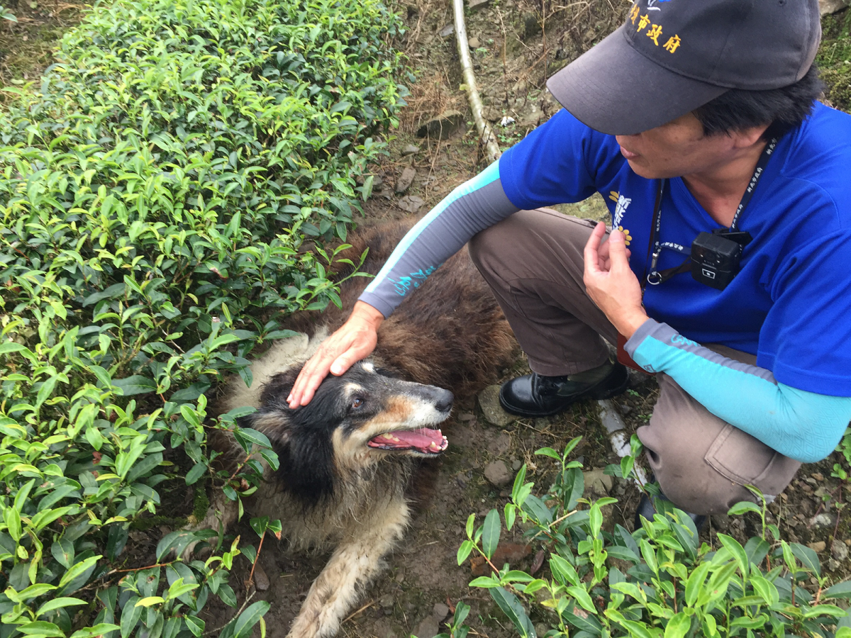 動保員到達現場先行安撫受傷受困犬隻。新北市動保處/提供