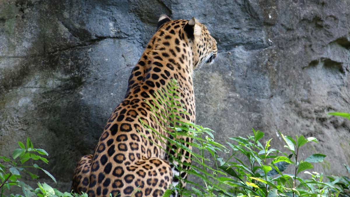 動物毛皮屬於野生動物產製品,依《野保法》規定不能任意持有。圖為花豹,台北市立動物園/提供