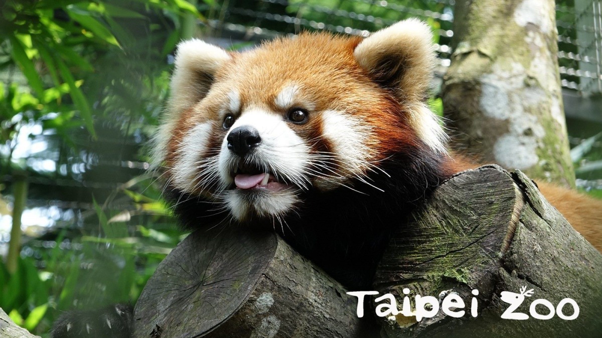 動物訓練鞏固保育員與照養動物之間的信賴關係。圖為小貓熊「可頌」，台北市立動物園/提供
