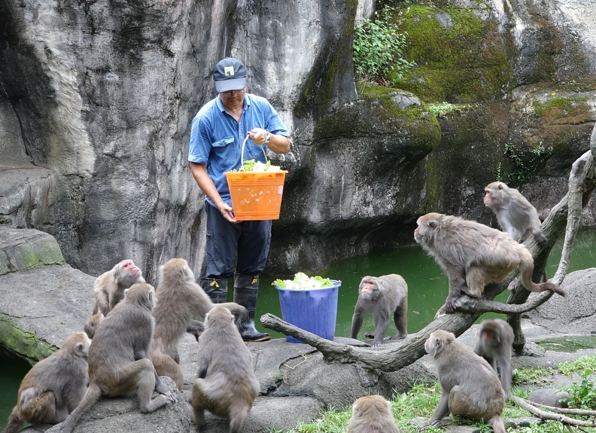 動物園的保育員與營養師攜手合作，為動物們規劃最適合牠們的菜單。台北市立動物園/提供