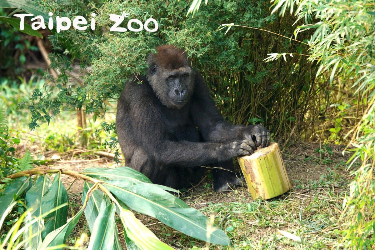 對行豐玩具充滿好奇的牠們,會不停敲打玩具。圖為「Tayari,詹德川/攝,台北市立動物園/提供