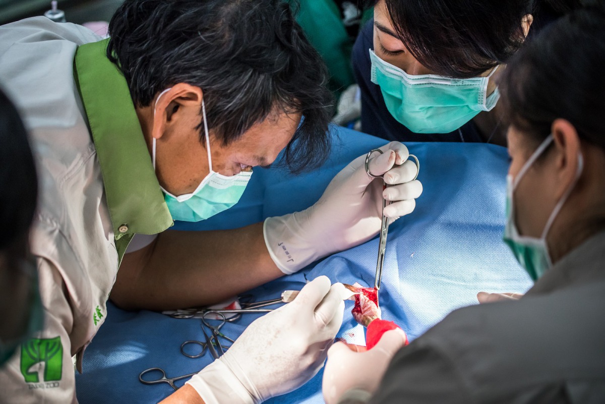 如果動物病情較嚴重,那麼動物醫療團隊就得趕緊出動,將動物病換送到動物醫院救治。圖為鴯鶓手術中,台北市立動物園/提供
