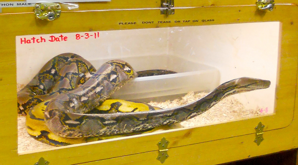 劉偉蘋期待透過「寵物購買責任意識全面提升行動」，讓越來越多消費者願意去思考寵物的來歷。取自Flickr