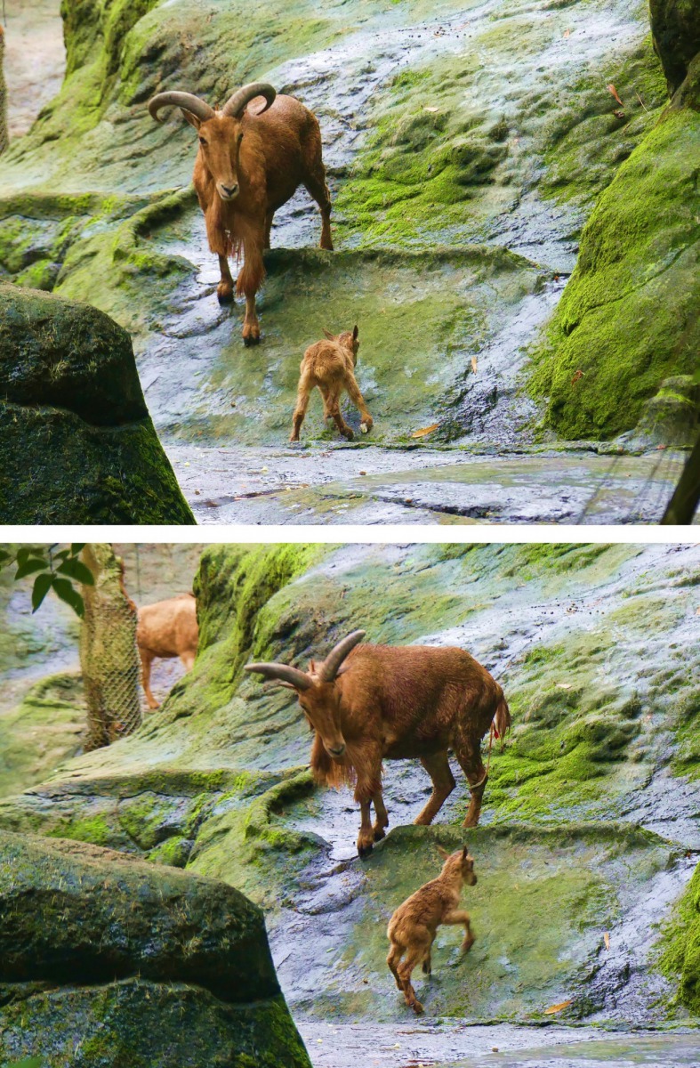 剛出生的北非髯羊寶寶,立馬就能展現「崖上行走高手」的實力。高雋/攝