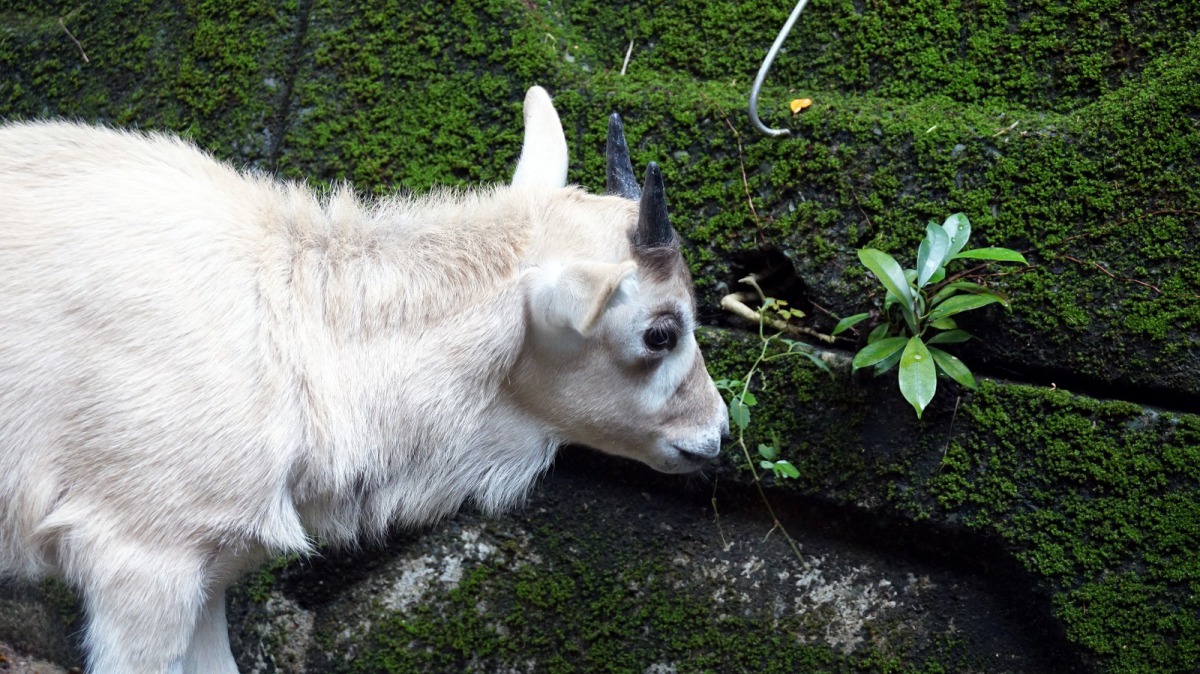 弓角羚羊寶寶「依杉」好奇地到處探索。台北市動物園/提供