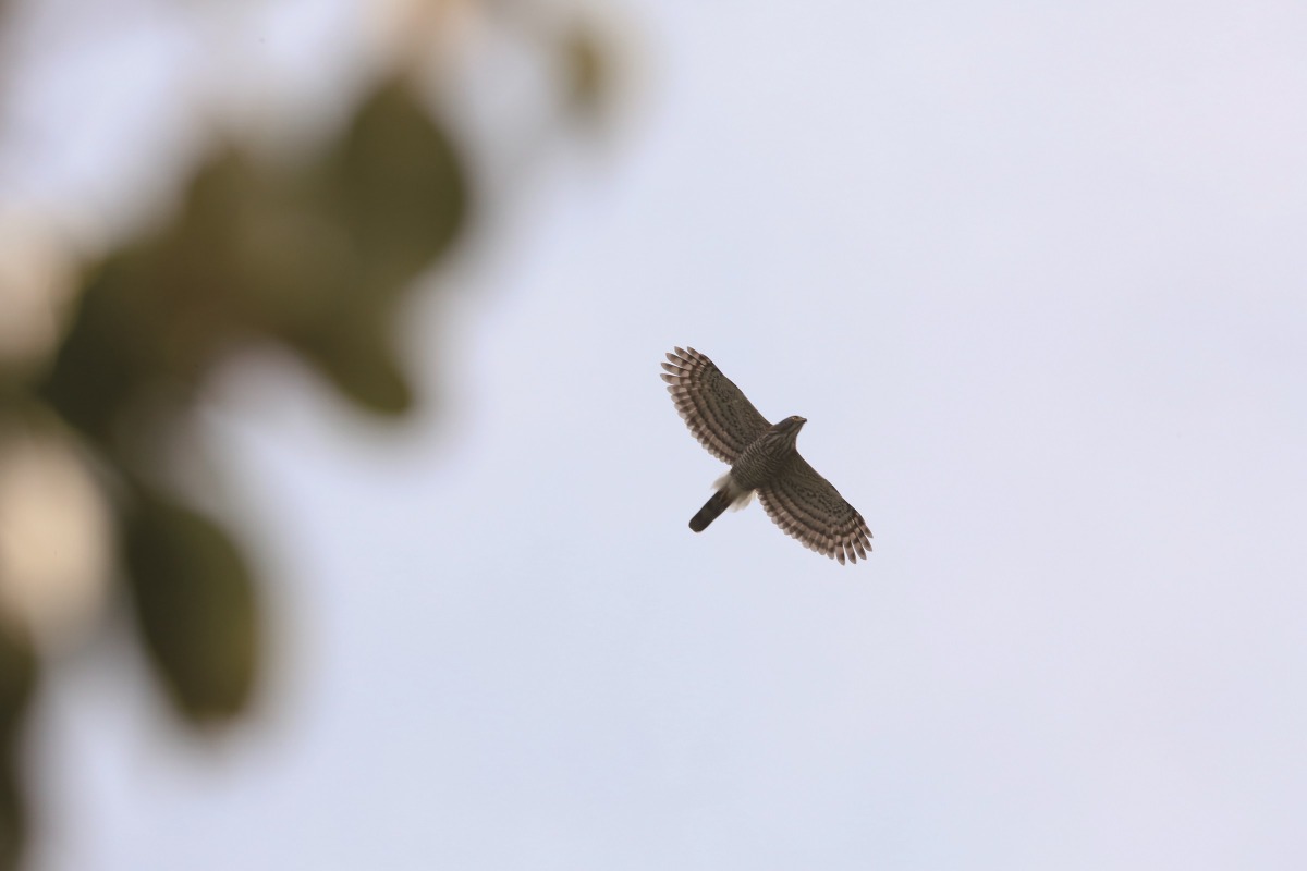 公園樹梢天空飛過一隻鳳頭蒼鷹。林務局/提供