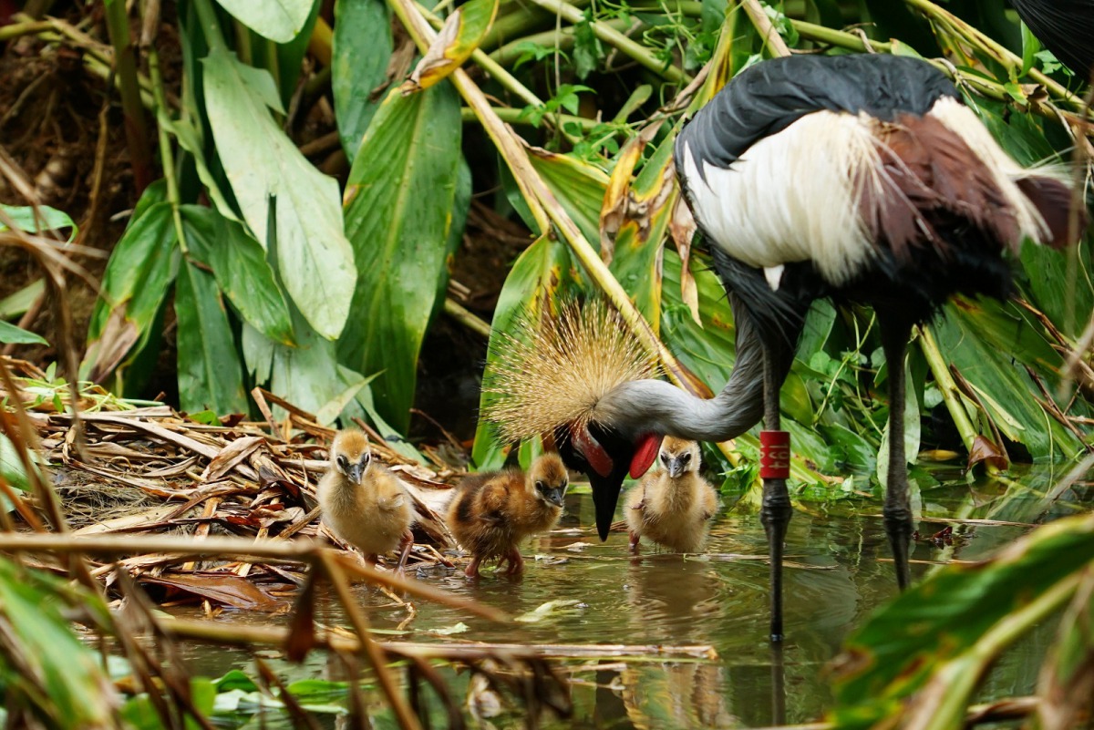 冠鶴是早熟性的鳥類，孵化後沒幾天就會跟著親鳥到處學習。詹德川/攝