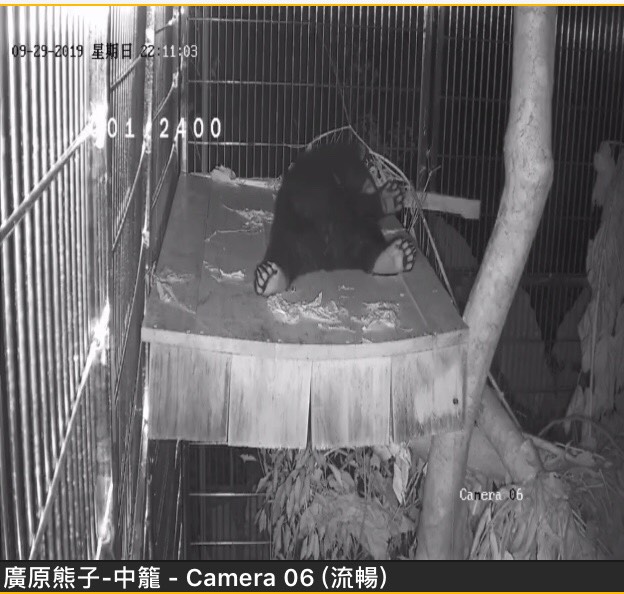 廣原小黑熊「姆拉斯」在新家的休憩平台睡覺。台東林管處/提供
