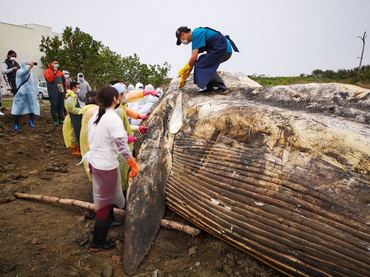 這隻長鬚鯨個體體型龐大，解剖過程需要大量人力，共計超過40名專家、學者、研究人員與志工投入。取自海保署粉絲專頁