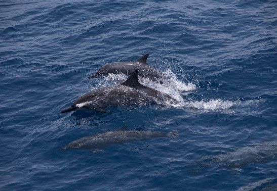長吻飛旋海豚是海上目擊常見鯨豚之一。陳冠榮/攝，海保署/提供