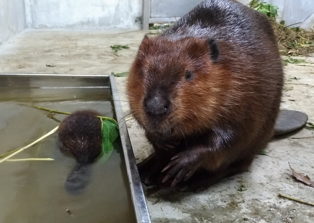 河狸寶寶學游泳，媽媽「羅娜」在一旁戒護。台北市立動物園/提供