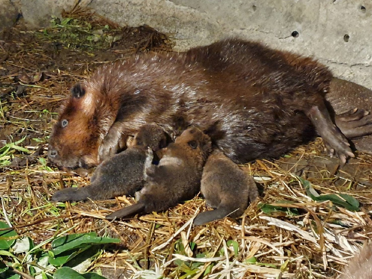 河狸寶寶專心喝奶奶。吳佳昱/攝
