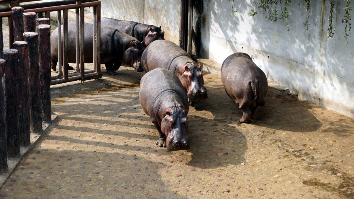 下午茶來了，大家快衝啊！台北市立動物園/提供