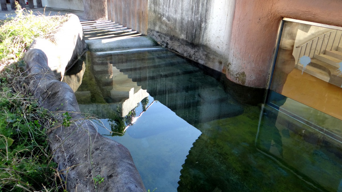 「河馬浴場2.0」增加階梯後走起來很省力。台北市立動物園/提供