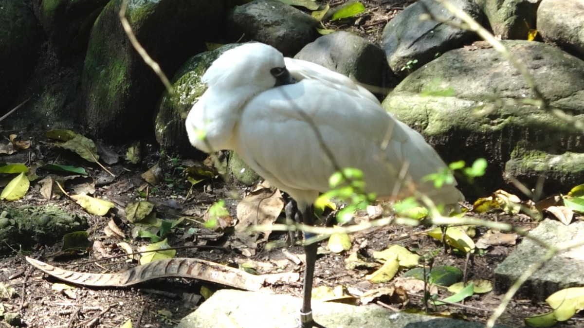 黑面琵鷺們喜歡停留在生態鳥園中的沙浴區和水池邊，剛好符合原本在淺水灘捕食的生態特性。台北市立動物園/提供