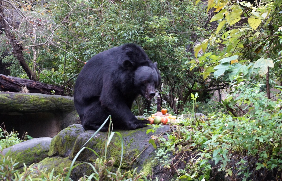 「黑糖」開心享用專屬的生日蛋糕。台北市立動物園/提供