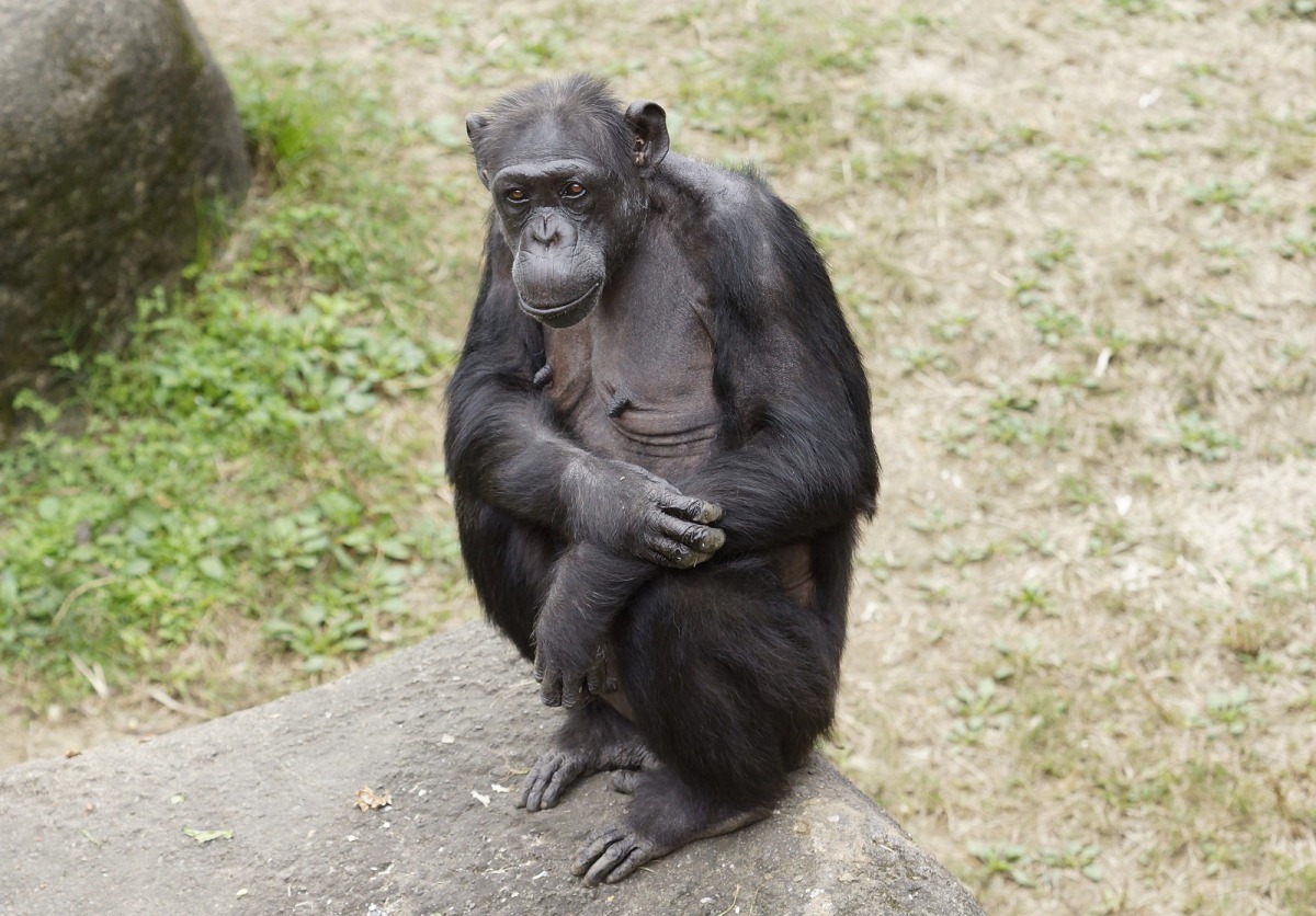 黑猩猩雖然同樣階級制度明顯，但位階高的個體優先享用後，仍會將水果冰分享給其它個體。圖為最資深的黑猩猩「阿美」，台北市立動物園/提供