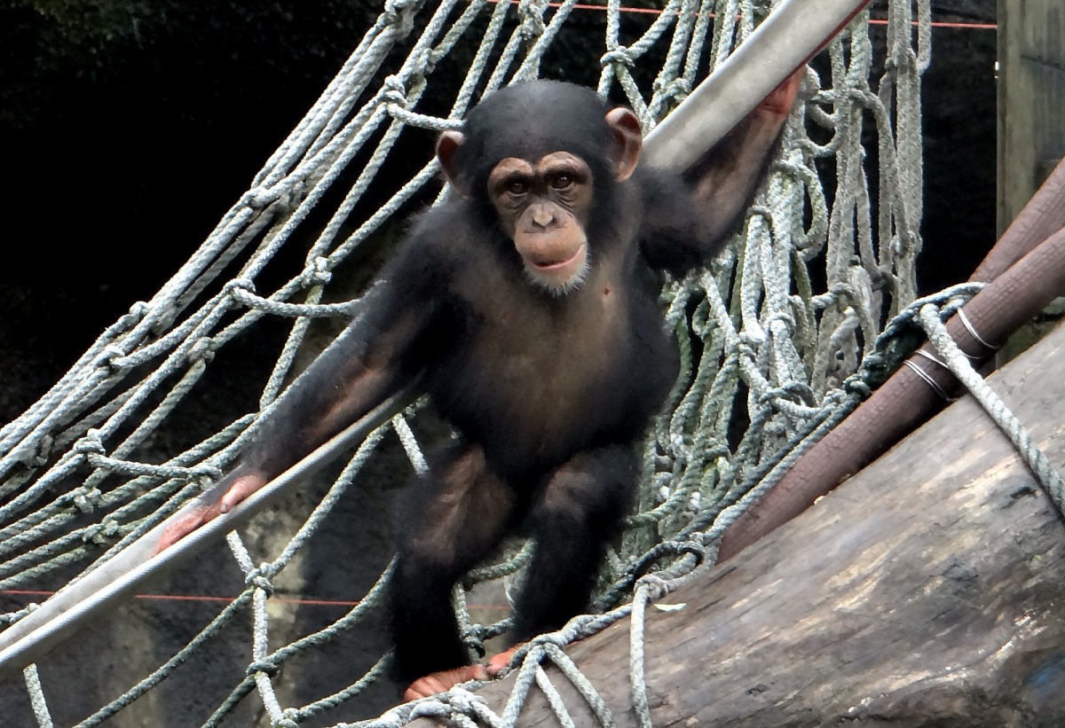 黑猩猩寶寶會模仿媽媽和阿姨們的動作,圖為小黑猩猩「妮慧」。台北市立動物園/提供
