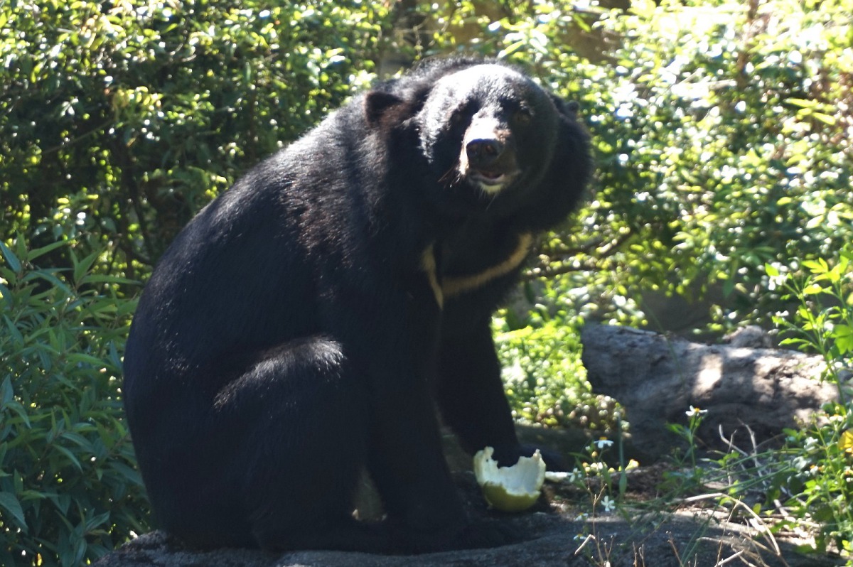 黑熊「黑糖」非常熟稔地運用爪子來吃柚子。台北市立動物園/提供