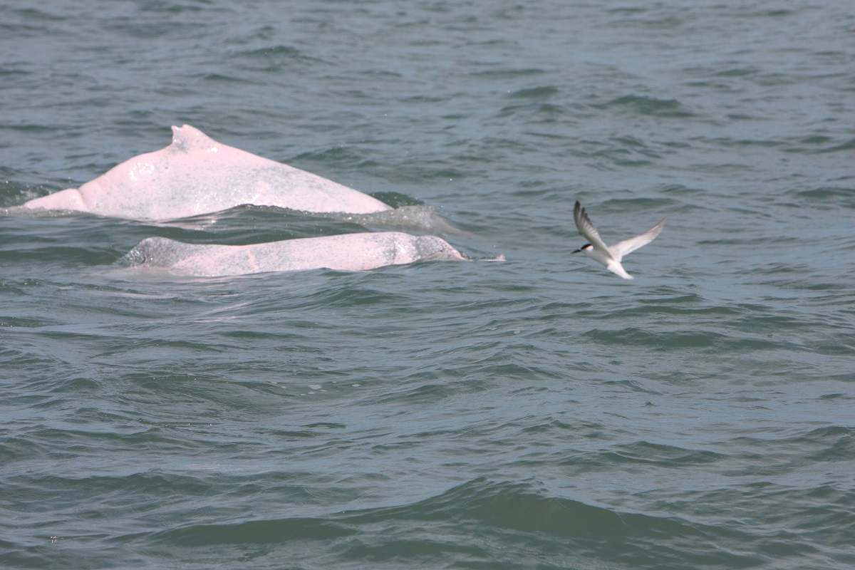 海豚是靠聲音來溝通、覓食，就算風場噪音不會對白海豚造成永久聽覺損失，也不保證牠們的行為不會受影響。「台灣媽祖魚保育聯盟」授權使用，張恒嘉/攝