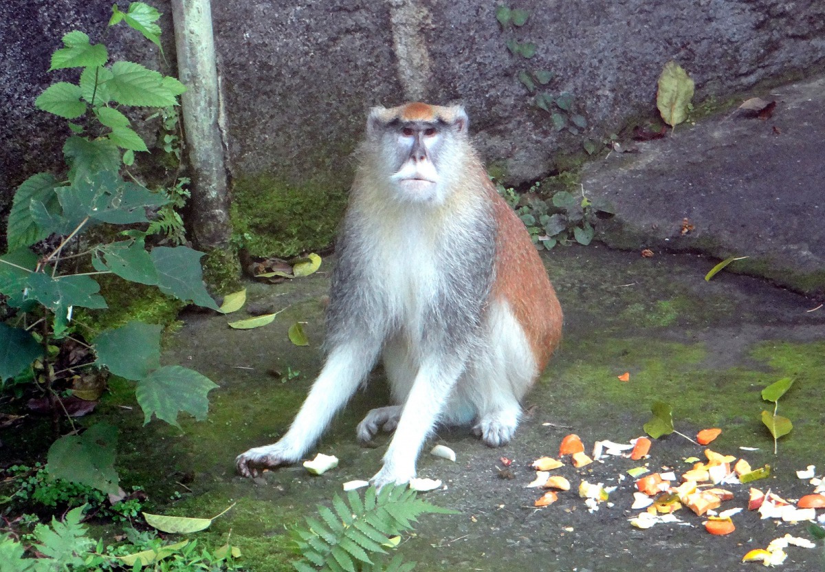 紅猴哥哥「男晤」對「星儒」很感興趣，卻因為「男道」總是從中做梗，讓「男晤」與「星儒」的戀情難以進展。台北市立動物園/提供