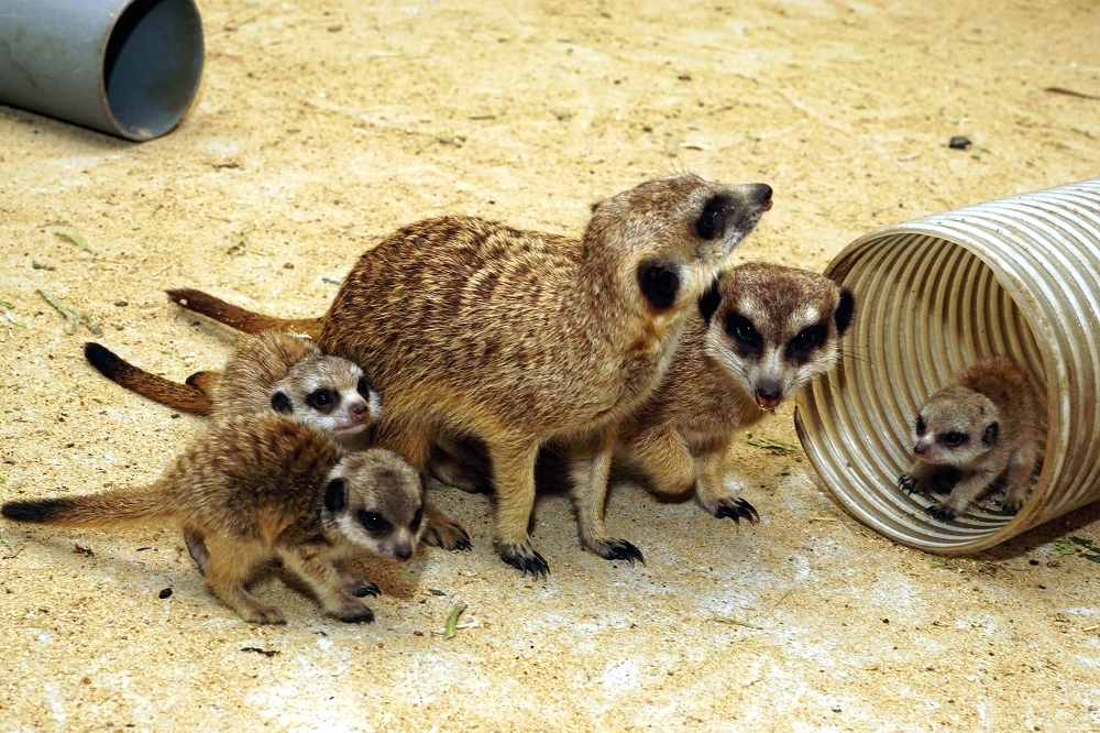 狐獴媽媽「姆姆」和今年新生的小寶寶。台北市立動物園/提供