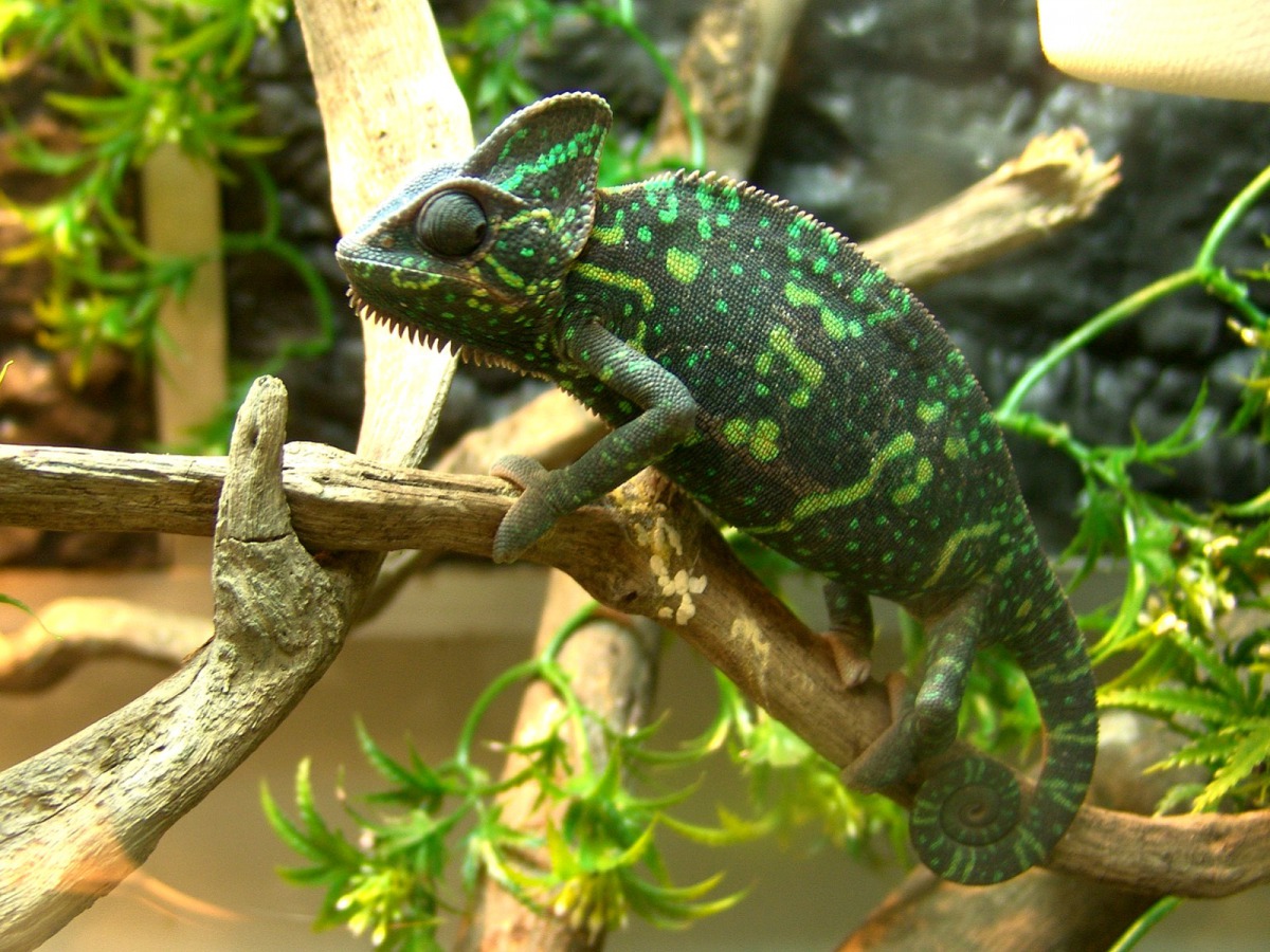 懷孕期的母高冠變色龍體色。戴為愚/攝