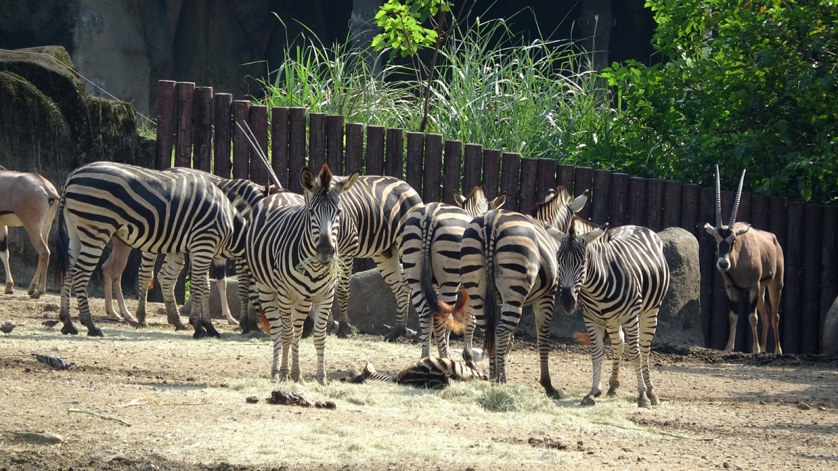 民眾可到台北市立動物園，欣賞東非劍羚和查普曼斑馬們共同生活的日常。台北市立動物園/提供