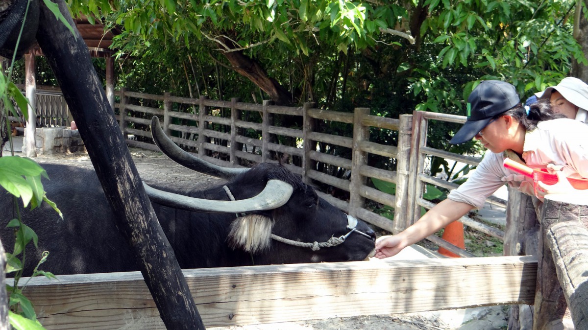 動物園的御膳房即將為國小學童們開放,讓小朋友們有機會走入兒童動物區的衛星廚房,和保育員一起調理食物。台北市立動物園/提供