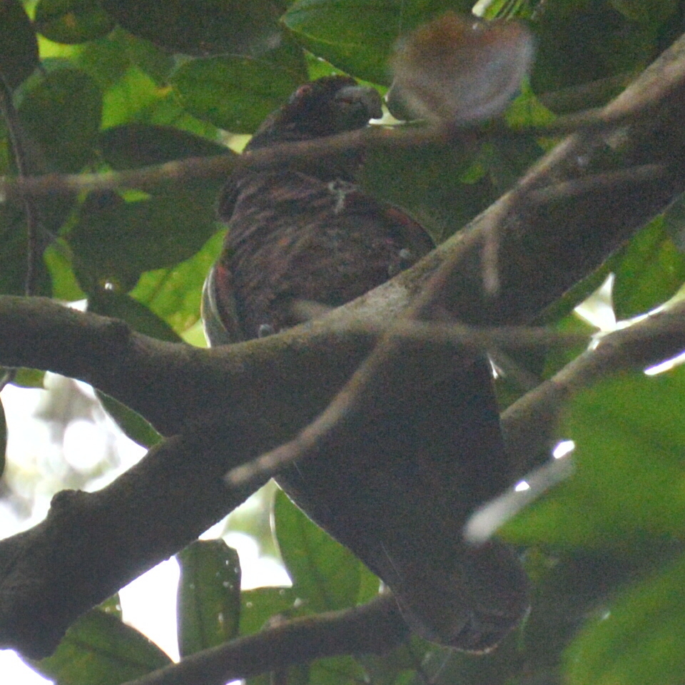 氣候變遷提高了颶風發生的頻率與強度,不僅讓帝王亞馬遜鸚鵡的棲息地大面積地遭到破壞,也直接導致牠們的死亡。圖片來源:jvp0208 (via iNaturalist)