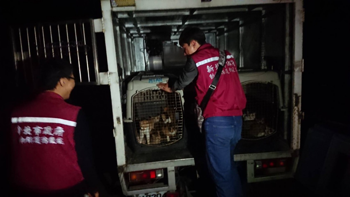 新北市動保處出動3輛管制車,將貓帶回安置。新北市動保處/提供