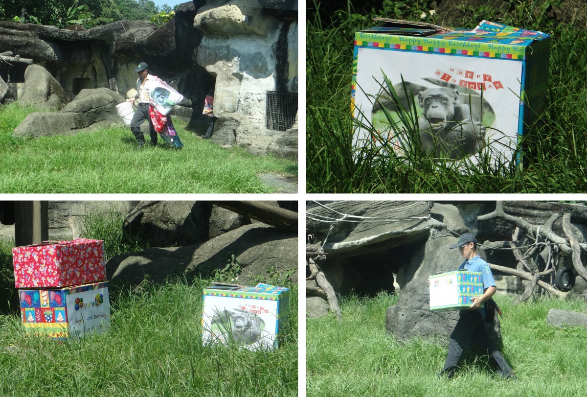 昨天是黑猩猩阿美50歲生日，保育員一大早就忙著佈置活動場。台北市立動物園/提供