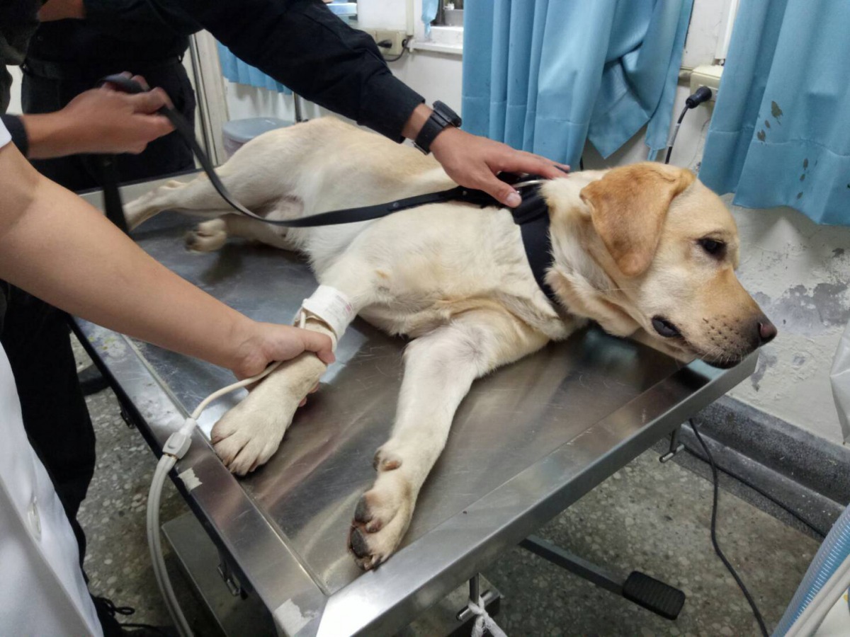 警犬「福星」在診台上接受血壓檢查。新北市動保處/提供