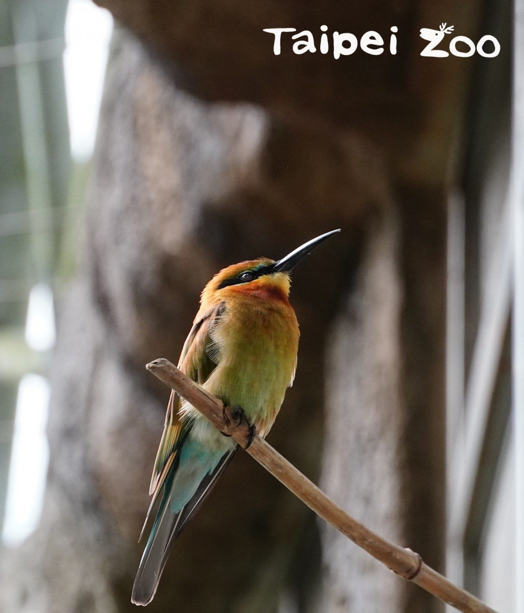 栗喉蜂虎喜歡停棲在高處有雨遮的位置休息。台北市立動物園/提供