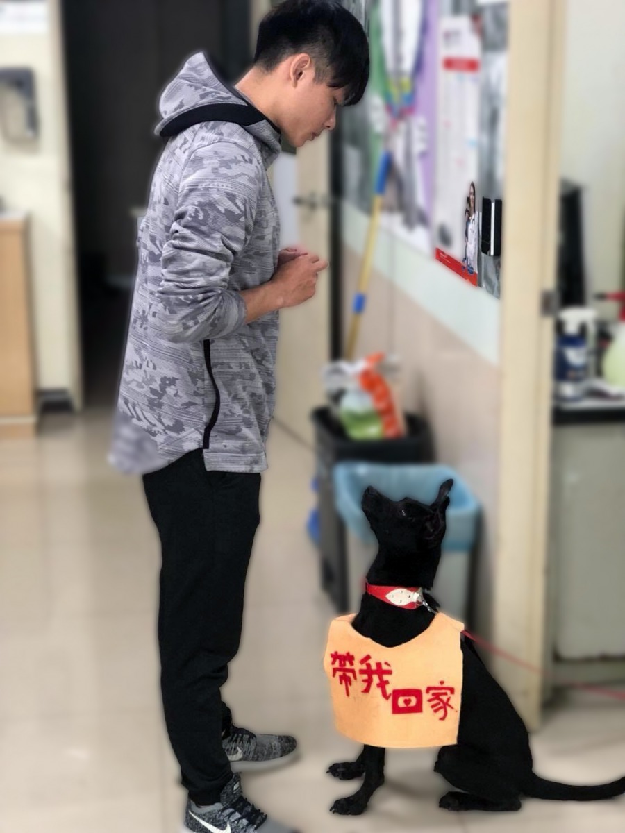 訓練師教導犬隻基本服從及與人互動。台北市動保處/提供
