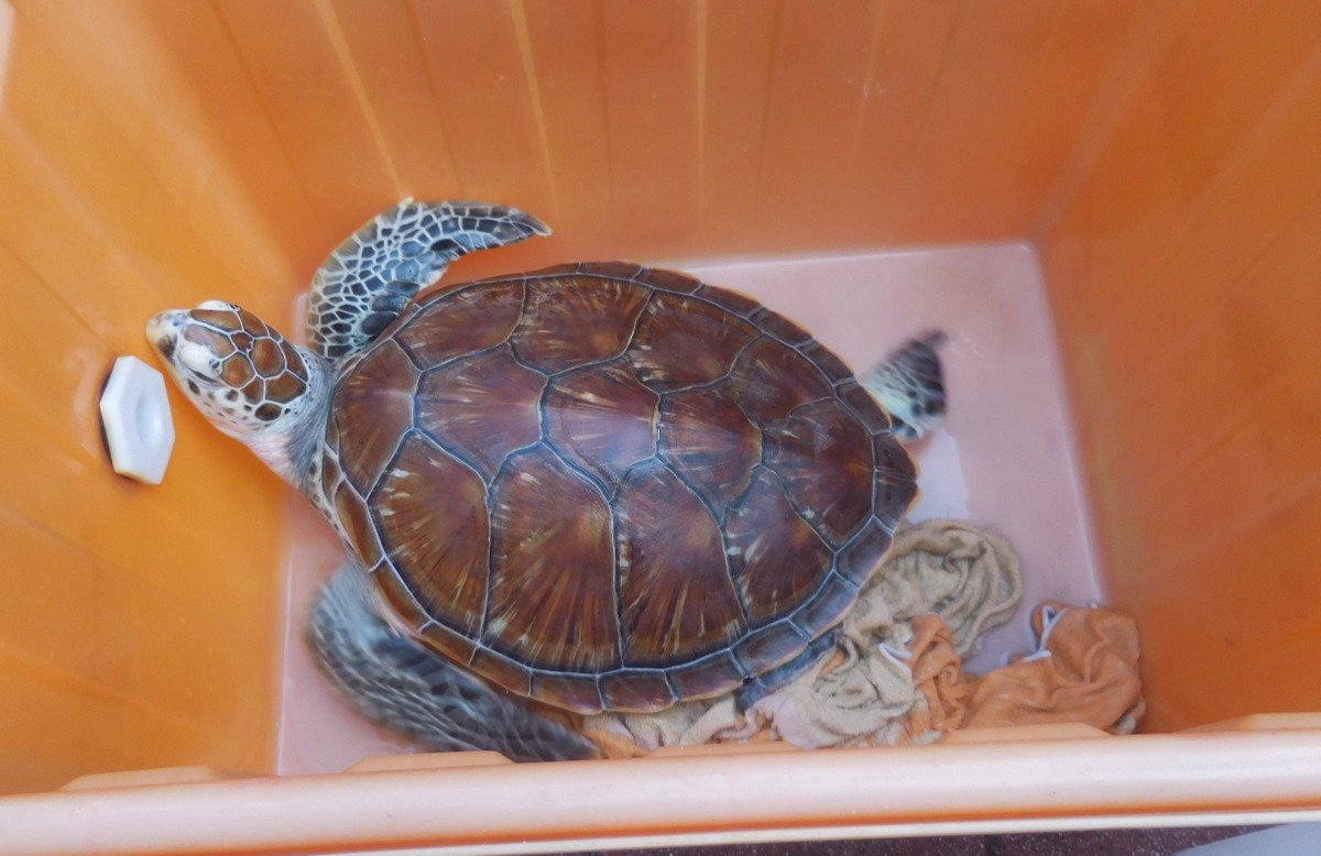 綠蠵龜「三頓飯」被發現時身體虛弱,有脫水、低鈣、消化道脹氣等狀況,腸道還有魚鉤,所幸已經恢復健康。基隆動保所/提供