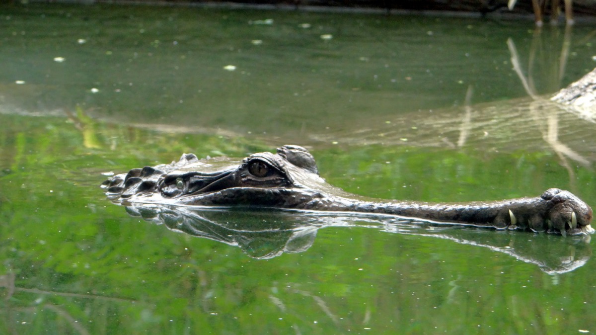 馬來長吻鱷平常就不太動,要感覺牠們的活力是不是下降並不容易。台北市立動物園/提供