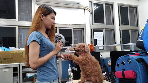 毛品樺獸醫訓練校園犬。新北市動保處/提供