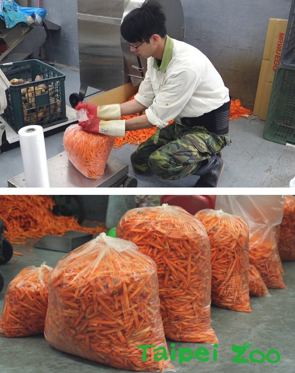 梅花鹿和山羌等其他草食性動物,則是準備了紅蘿蔔絲和多種葉菜類。台北市立動物園/提供