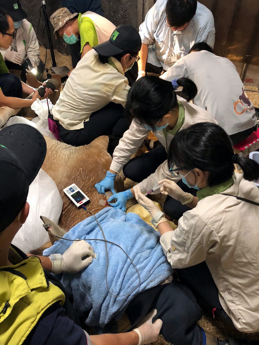 台北市立動物園表示，每次健檢都會出動大批人力及設備，只為了要幫動物的健康做最好的把關。圖為蒙古野馬健檢，郭俊成/攝