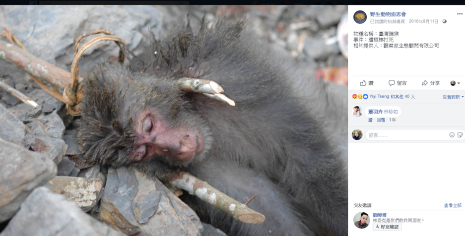 若確認將獼猴從保育類降為一般類野生動物,未來獼猴造成農作損害,農民可直接捕捉、宰殺不須通報。示意資料照,林美吟/提供,取自野生動物追思會粉絲專頁