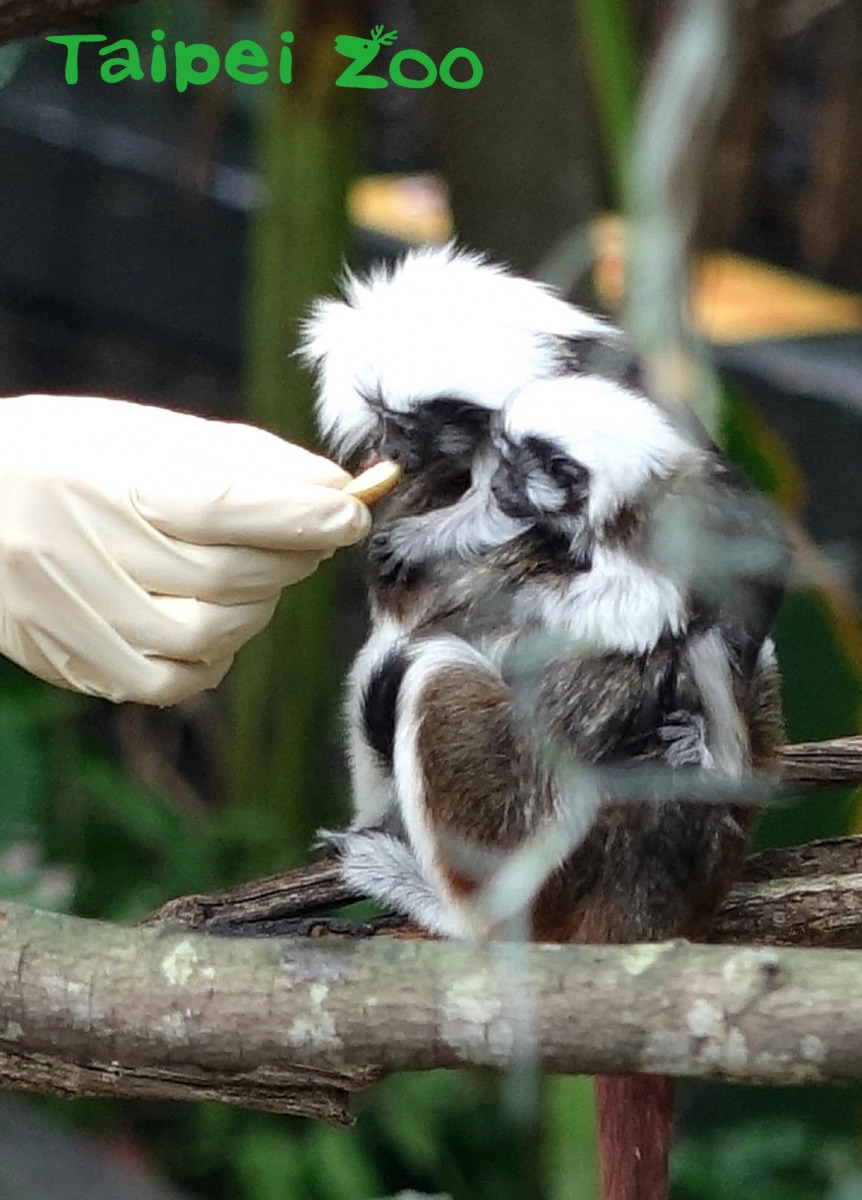 棉頭絹猴成體的體重大約在250到350公克間,體型大約20至25公分。台北市立動物園/提供