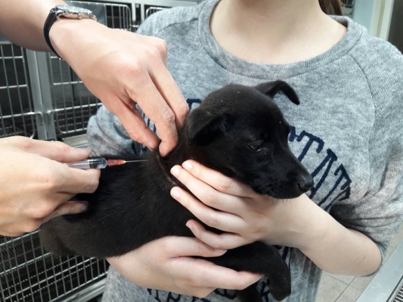 民眾帶犬隻至動保處施打狂犬病疫苗。新北市動保處/提供