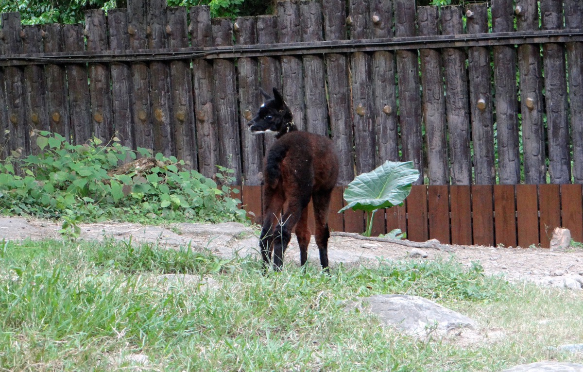 「娜米」活潑好動，十分獨立，喜歡自己到處去探索。台北市立動物園/提供